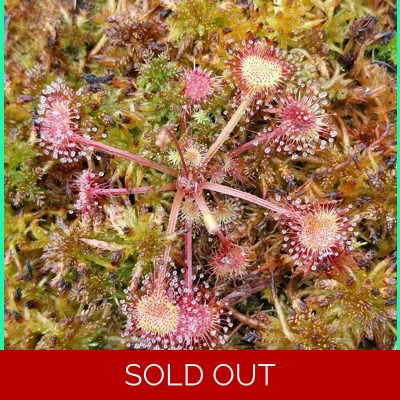 Drosera rotundifolia Pohorje, Slo, 50 SEEDS